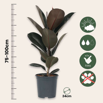 Rubber Plant - Ficus Elastica 'Abidjan' - Height 75-100cm - ⌀24cm
