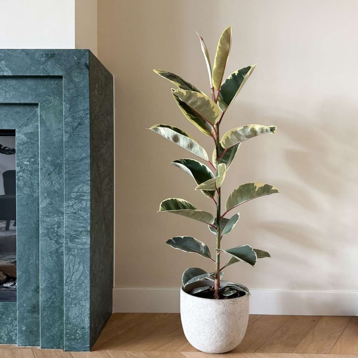 Rubber Plant - Ficus Elastica 'Tineke' - Height 75-100cm - ⌀24cm