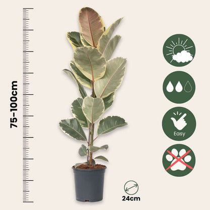 Rubber Plant - Ficus Elastica 'Tineke' - Height 75-100cm - ⌀24cm