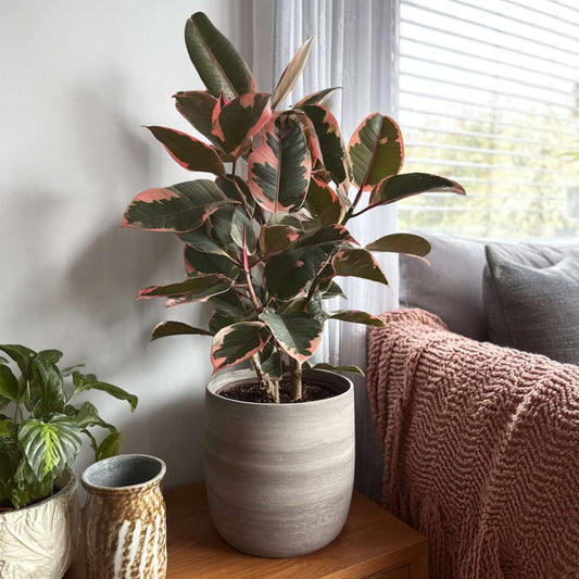 Rubber Plant - Ficus Elastica 'Belize' - Height 75-100cm - ⌀24cm