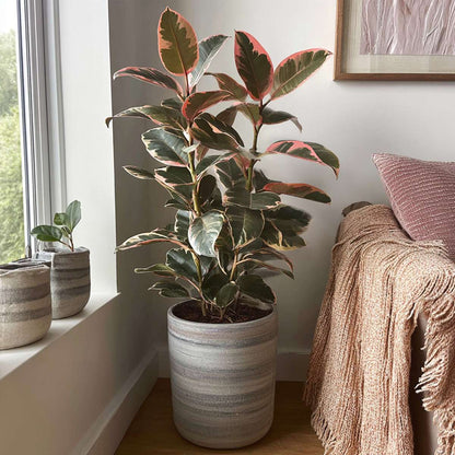 Rubber Plant - Ficus Elastica 'Belize' - Height 75-100cm - ⌀24cm