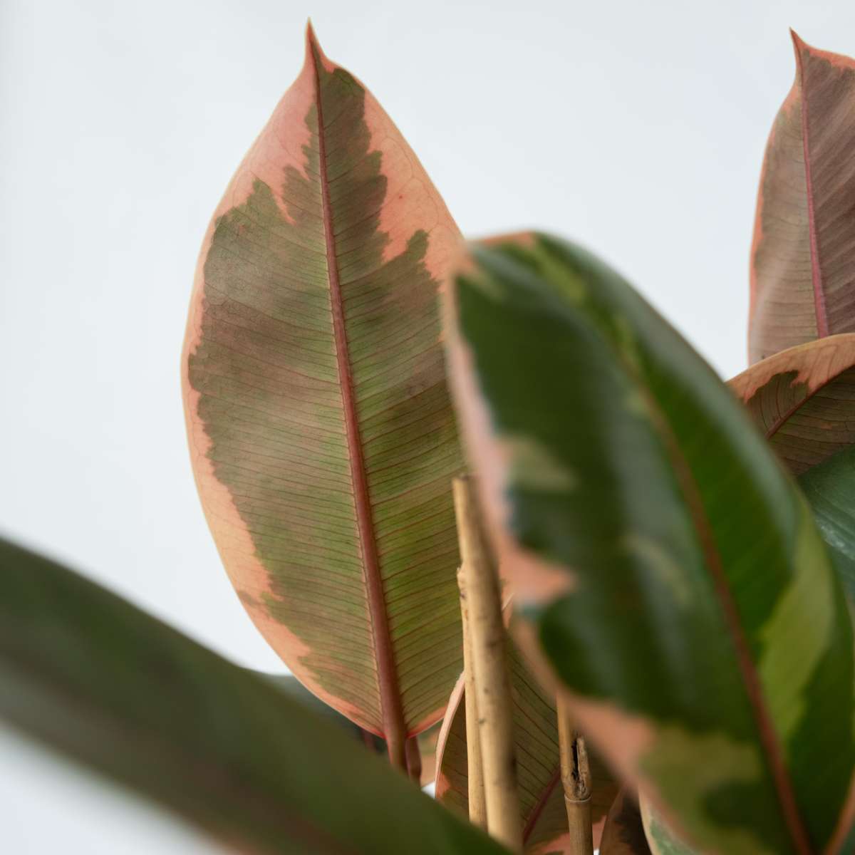 Rubber Plant - Ficus Elastica 'Belize' - Height 75-100cm - ⌀24cm