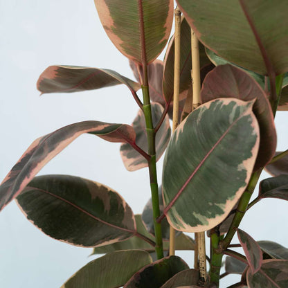Rubber Plant - Ficus Elastica 'Belize' - Height 75-100cm - ⌀24cm