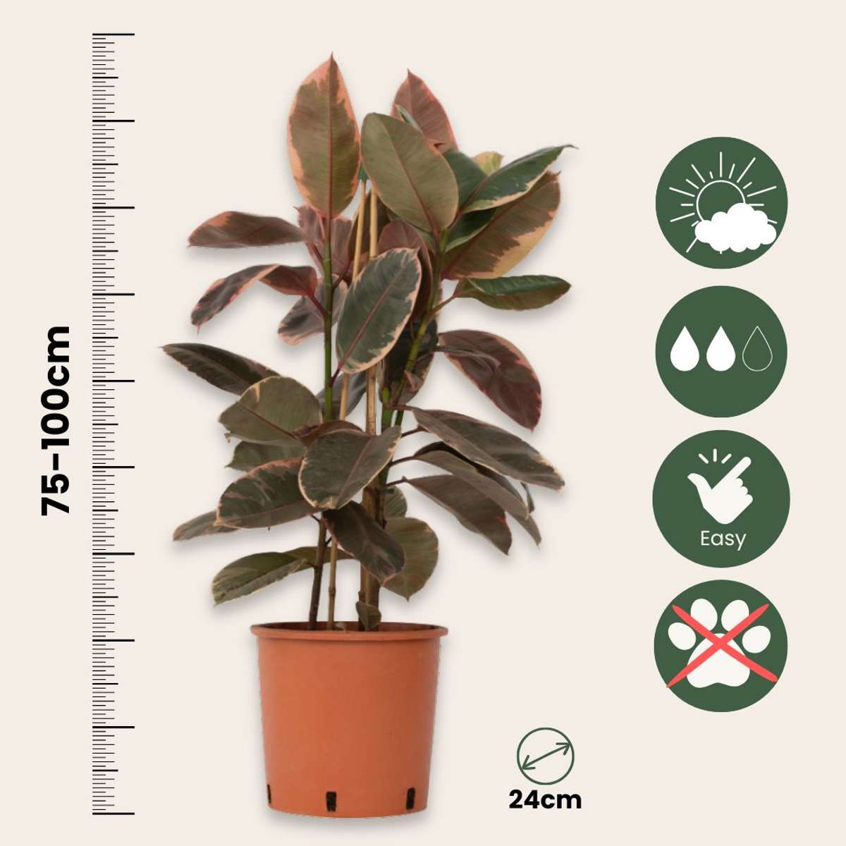 Rubber Plant - Ficus Elastica 'Belize' - Height 75-100cm - ⌀24cm