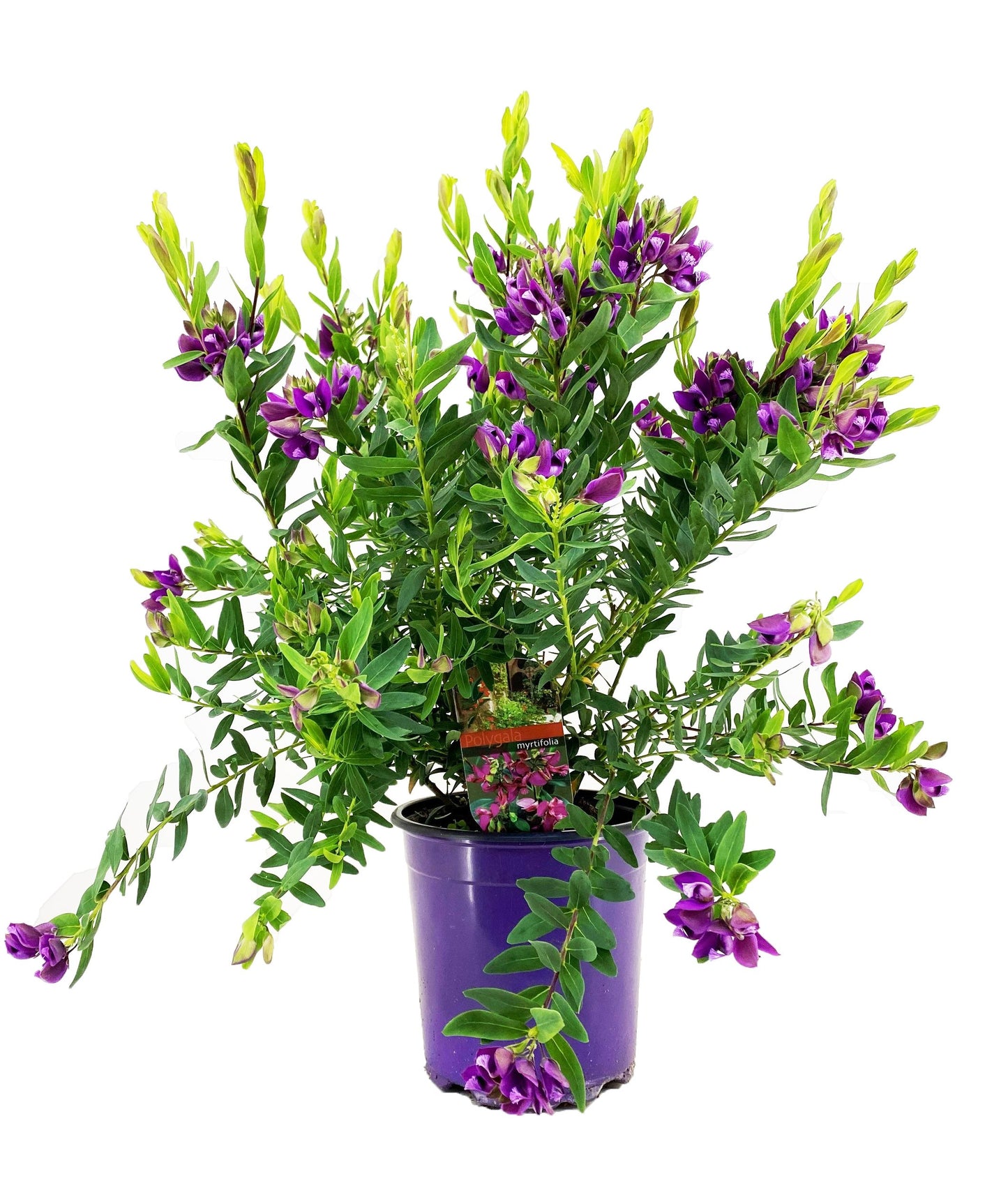 Milkwort - Polygala myrtifolia 'Bibi Pink' - Height 35-50cm - ⌀14cm