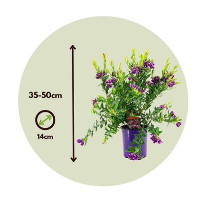 Milkwort - Polygala myrtifolia 'Bibi Pink' - Height 35-50cm - ⌀14cm