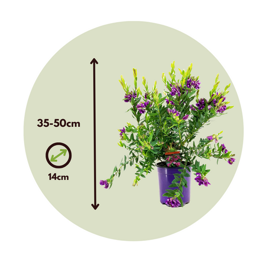 Milkwort - 2 pcs. - Polygala myrtifolia 'Bibi Pink' - Height 35-50cm - ⌀14cm