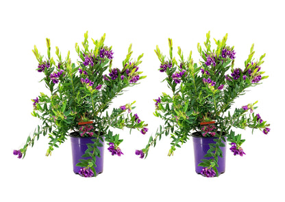 Milkwort - 2 pcs. - Polygala myrtifolia 'Bibi Pink' - Height 35-50cm - ⌀14cm