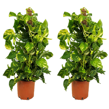 Golden Pothos - 2 pcs. - Epipremnum Scindapsus 'Aureum' - Height 80-90cm - ⌀21cm