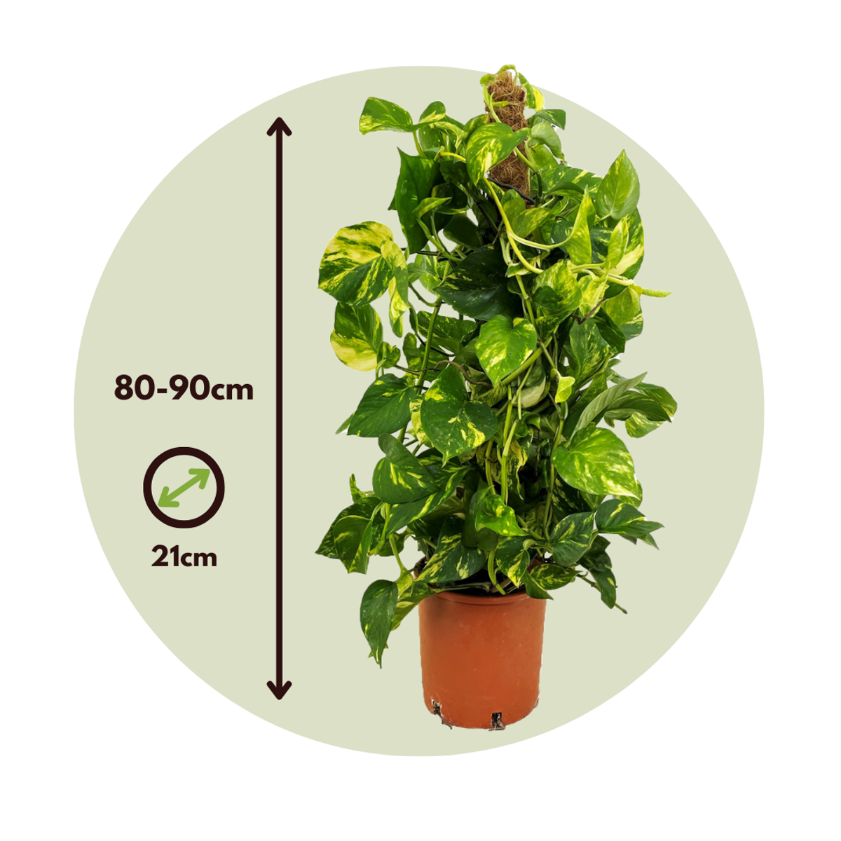 Golden Pothos - 2 pcs. - Epipremnum Scindapsus 'Aureum' - Height 80-90cm - ⌀21cm