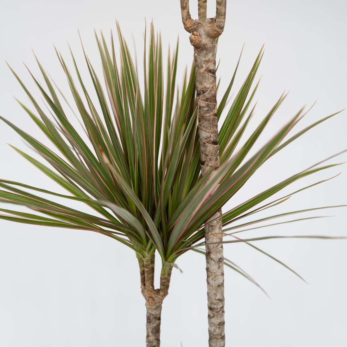 Madagascar Dragon Tree - Dracaena marginata 'Bicolor' - Height 70-80cm - ⌀17cm