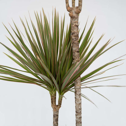 Madagascar Dragon Tree - Dracaena marginata 'Bicolor' - Height 70-80cm - ⌀17cm