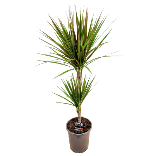 Madagascar Dragon Tree - Dracaena marginata 'Bicolor' - Height 70-80cm - ⌀17cm