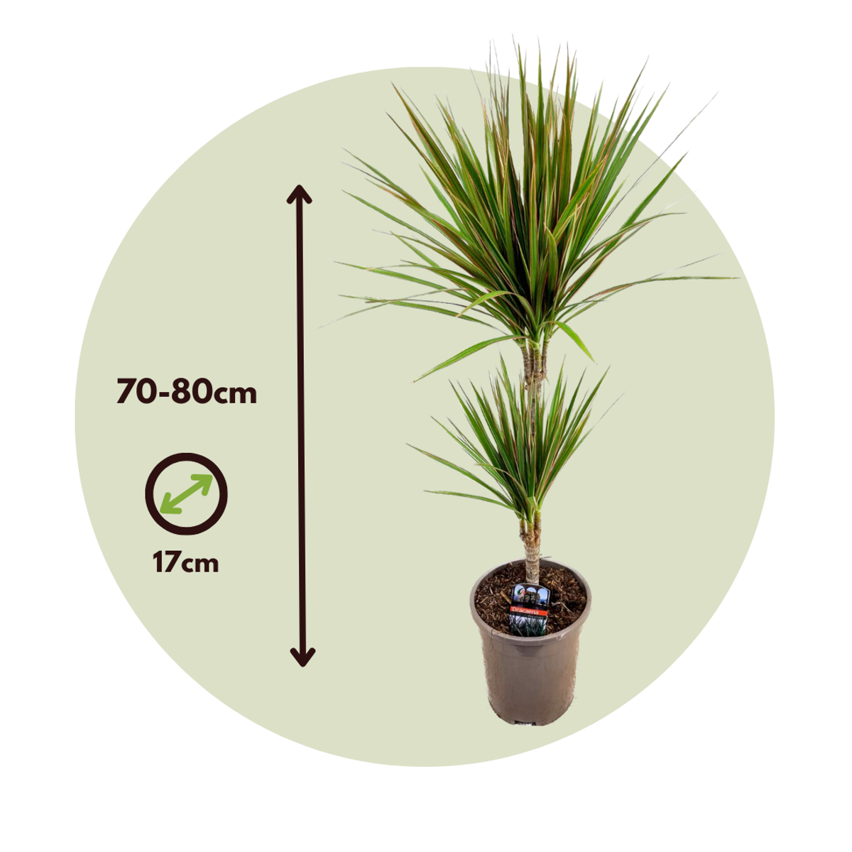 Madagascar Dragon Tree - Dracaena marginata 'Bicolor' - Height 70-80cm - ⌀17cm
