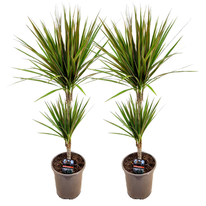 Madagascar Dragon Tree - 2 pcs. - Dracaena 'Bicolor' - Height 70-80cm - ⌀17cm