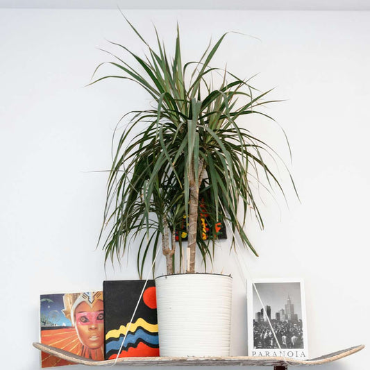 Madagascar Dragon Tree - Dracaena marginata 'Magenta' - Height 70-80cm - ⌀17cm