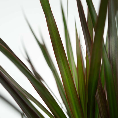 Madagascar Dragon Tree - Dracaena marginata 'Magenta' - Height 70-80cm - ⌀17cm