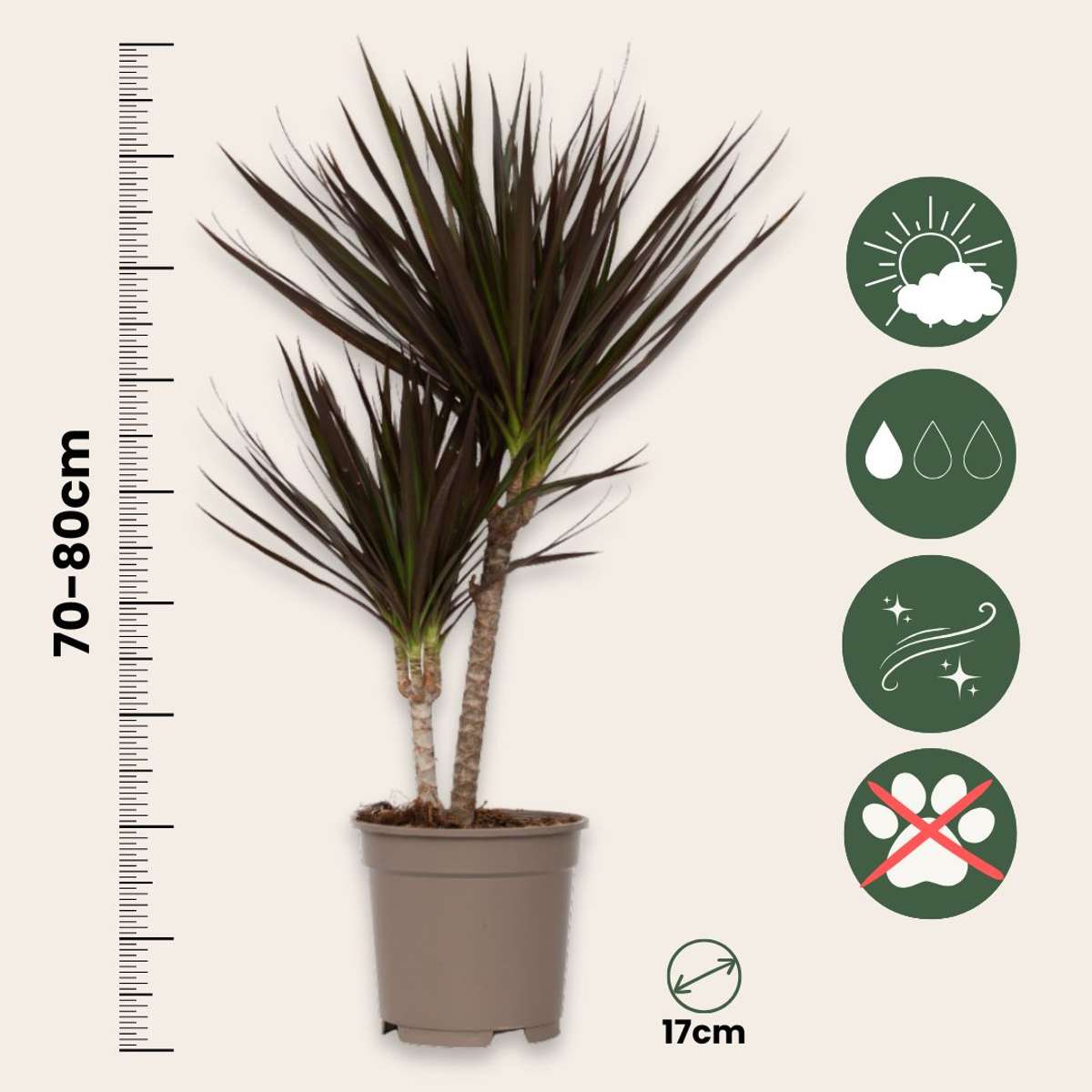 Madagascar Dragon Tree - Dracaena marginata 'Magenta' - Height 70-80cm - ⌀17cm