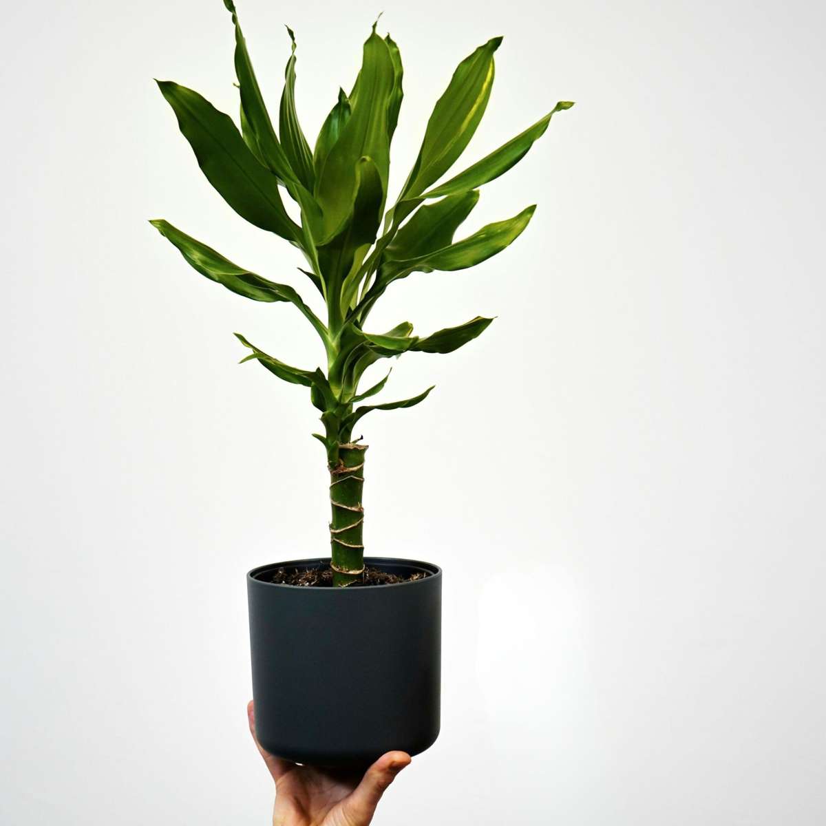 Dragon Tree - 2 pcs. - Dracaena Deremensis 'Warneckei' - Height 60-70cm - ⌀17cm