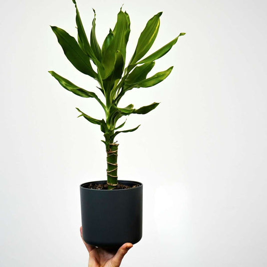 Dragon Tree - 2 pcs. - Dracaena Deremensis 'Warneckei' - Height 60-70cm - ⌀17cm