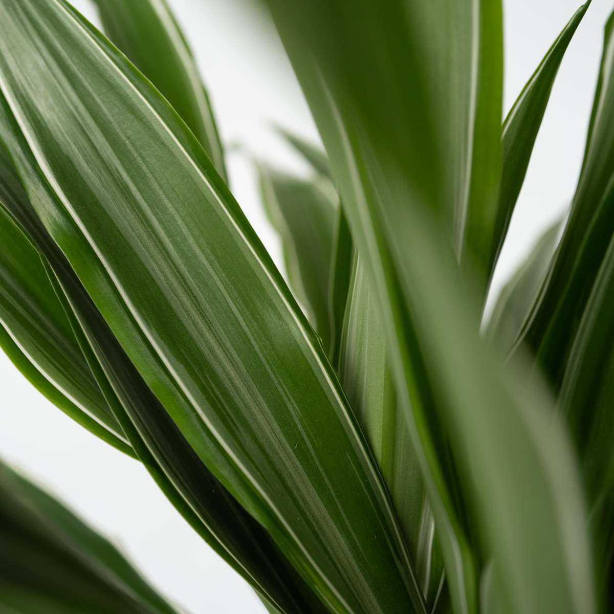 Dragon Tree - 2 pcs. - Dracaena Deremensis 'Warneckei' - Height 60-70cm - ⌀17cm