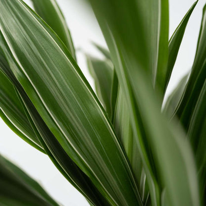 Dragon Tree - 2 pcs. - Dracaena Deremensis 'Warneckei' - Height 60-70cm - ⌀17cm