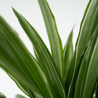 Dragon Tree - 2 pcs. - Dracaena Deremensis 'Warneckei' - Height 60-70cm - ⌀17cm