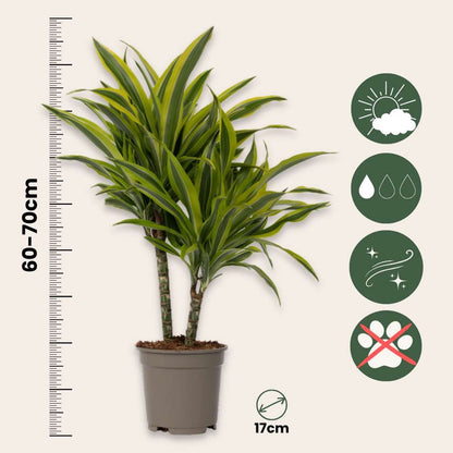 Dragon Tree - Dracaena deremensis 'Lemon Lime' - Height 60-70cm - ⌀17cm