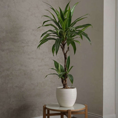 Dragon Tree - Dracaena deremensis 'Janet Craig' - Height 60-70cm - ⌀17cm