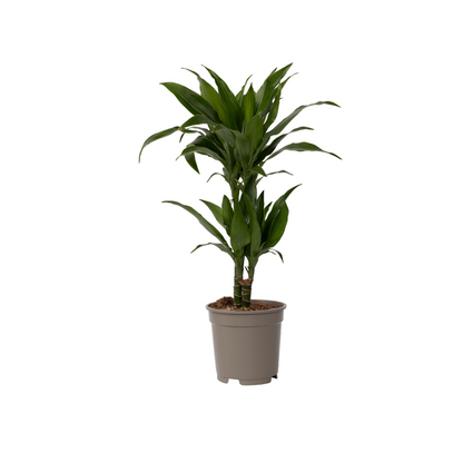Dragon Tree - Dracaena deremensis 'Janet Craig' - Height 60-70cm - ⌀17cm