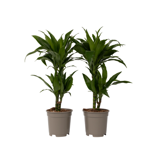 Dragon Tree - 2 pcs. - Dracaena deremensis 'Janet Craig' - H60-70cm - ⌀17cm