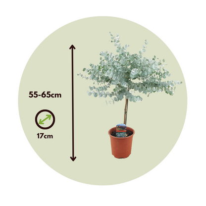 Gum bush - Eucalyptus 'Gunnii' - Height 55-65cm - ⌀17cm