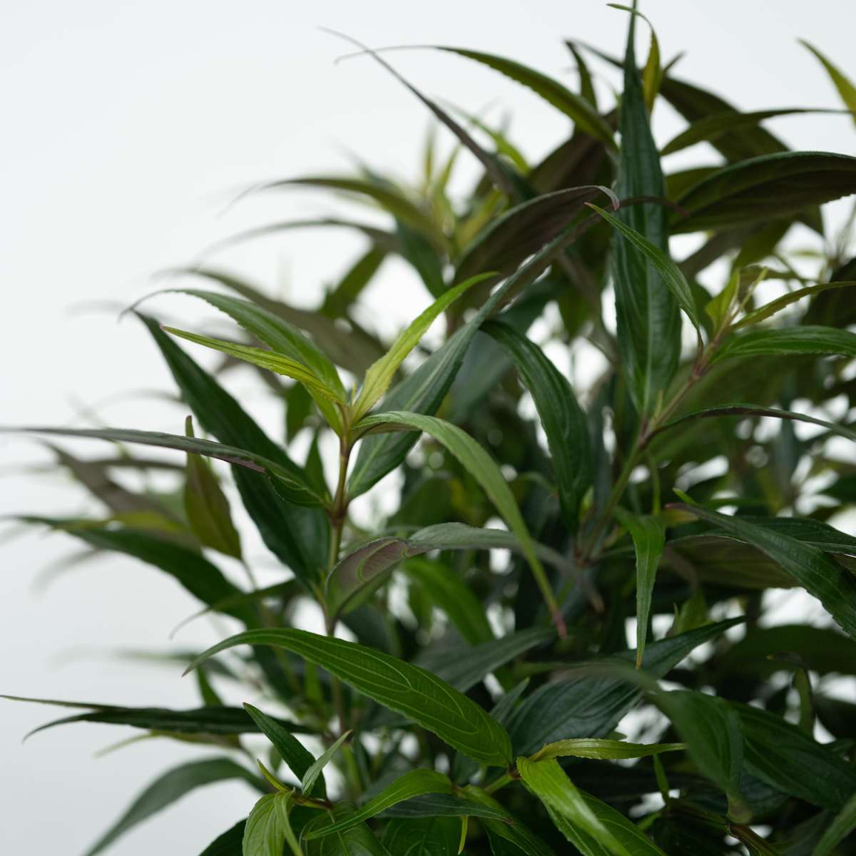 Bird of Paradise - 2 pcs. - Strobilanthes ‘Brunetthy’ - Height 25-40cm - ⌀17cm