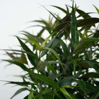 Bird of Paradise - 2 pcs. - Strobilanthes ‘Brunetthy’ - Height 25-40cm - ⌀17cm