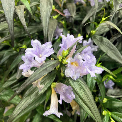 Bird of Paradise - 2 pcs. - Strobilanthes ‘Brunetthy’ - Height 25-40cm - ⌀17cm