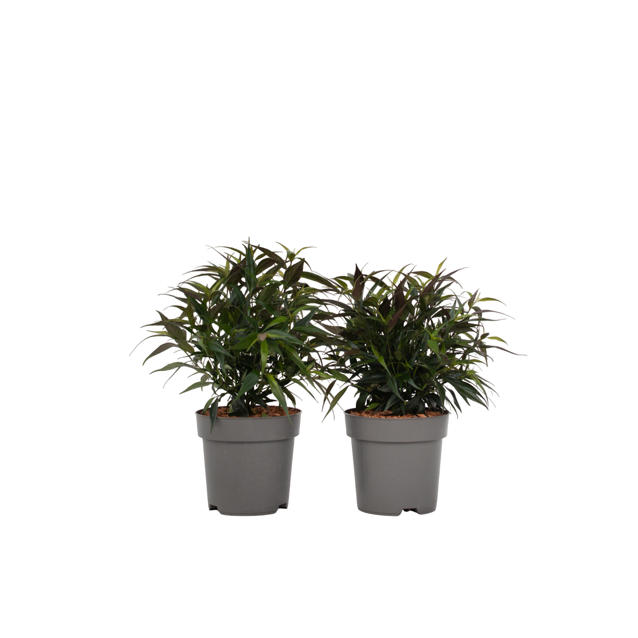 Bird of Paradise - 2 pcs. - Strobilanthes ‘Brunetthy’ - Height 25-40cm - ⌀17cm