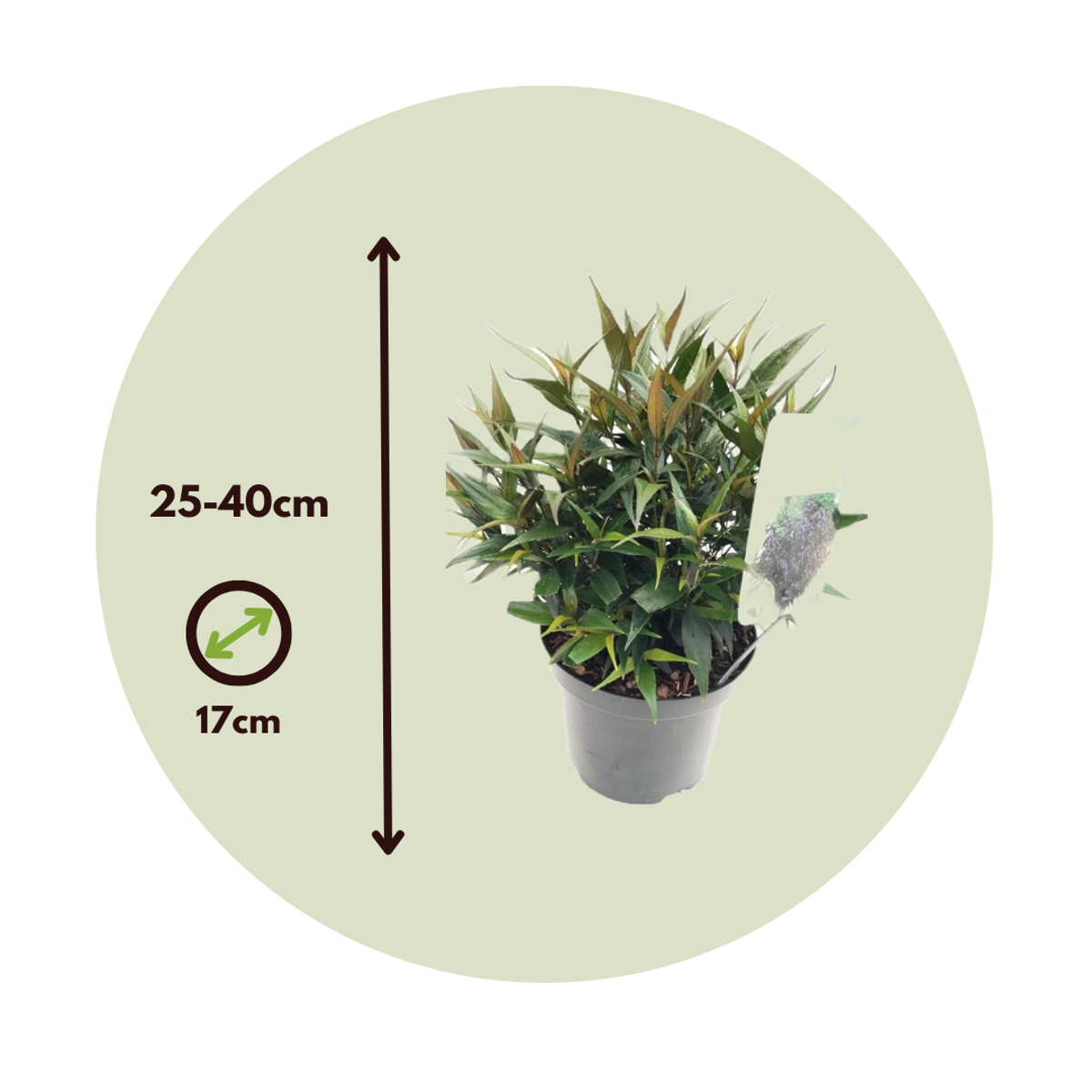 Bird of Paradise - 2 pcs. - Strobilanthes ‘Brunetthy’ - Height 25-40cm - ⌀17cm