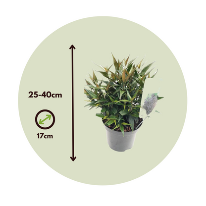 Bird of Paradise - 2 pcs. - Strobilanthes ‘Brunetthy’ - Height 25-40cm - ⌀17cm