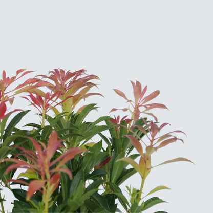 Japanese andromeda - 2 pcs. - Pieris 'Forest Flame' - Height 25-40cm - ⌀17cm