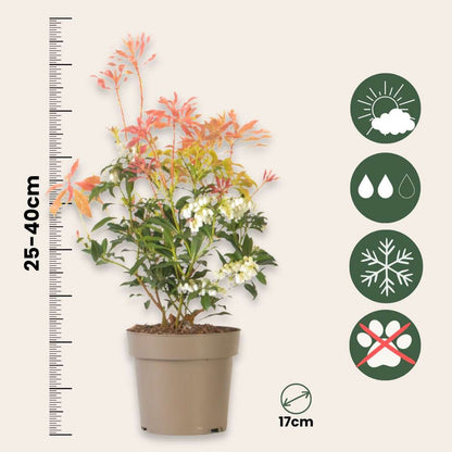Japanese andromeda - 2 pcs. - Pieris 'Forest Flame' - Height 25-40cm - ⌀17cm