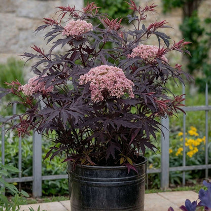 Elder - 4 pcs. - Sambucus nigra 'Black Lace' - Height 25-40cm - ⌀17cm
