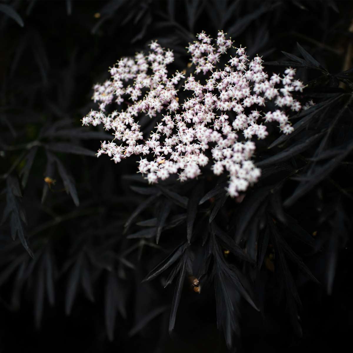 Elder - 4 pcs. - Sambucus nigra 'Black Lace' - Height 25-40cm - ⌀17cm