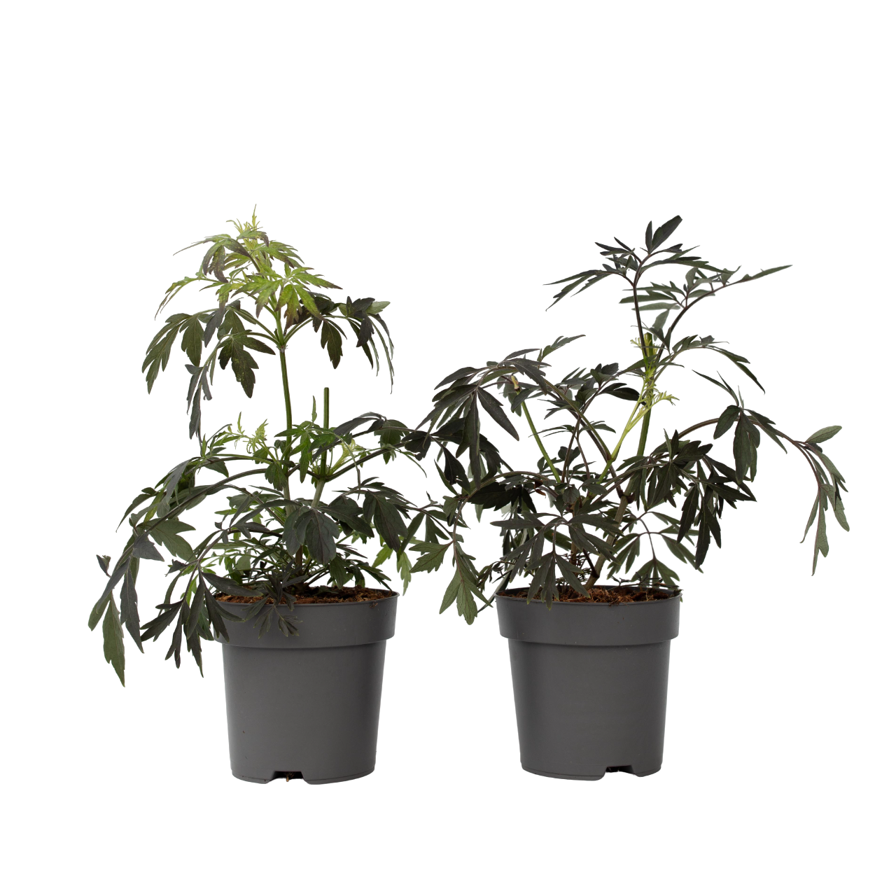 Elder - 4 pcs. - Sambucus nigra 'Black Lace' - Height 25-40cm - ⌀17cm