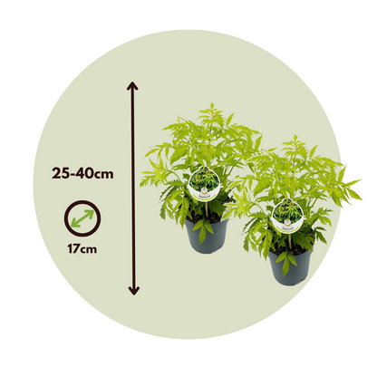 Elder - 2 pcs. - Sambucus nigra 'Aurea' - Height 25-40cm - ⌀17cm