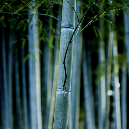 Blue Stem Bamboo - 2 pcs. - Fargesia papyrifera 'Blue Dragon' - H30-40cm - ⌀13cm