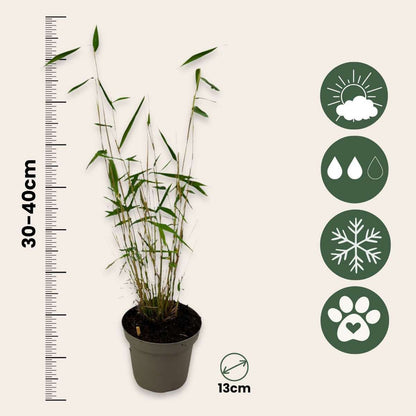 Blue Stem Bamboo - 6 pcs. - Fargesia papyrifera 'Blue Dragon' - H30-40cm - ⌀13cm