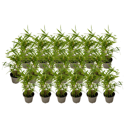 Bamboo - 18 pcs - Fargesia nitida 'Black Dragon' - Height 25-40cm - ⌀14cm