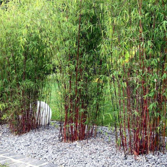 Umbrella Bamboo - 3 pcs. - Fargesia 'Asian Wonder' - Height 25-40cm - ⌀13cm
