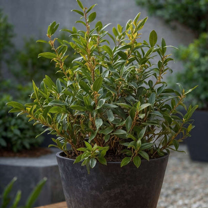 Sweet Box - 2 pcs. - Sarcococca 'Confusa' - Height 30-40cm - ⌀17cm