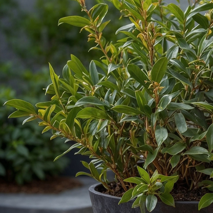 Sweet Box - 4 pcs. - Sarcococca 'Confusa' - Height 30-40cm - ⌀17cm